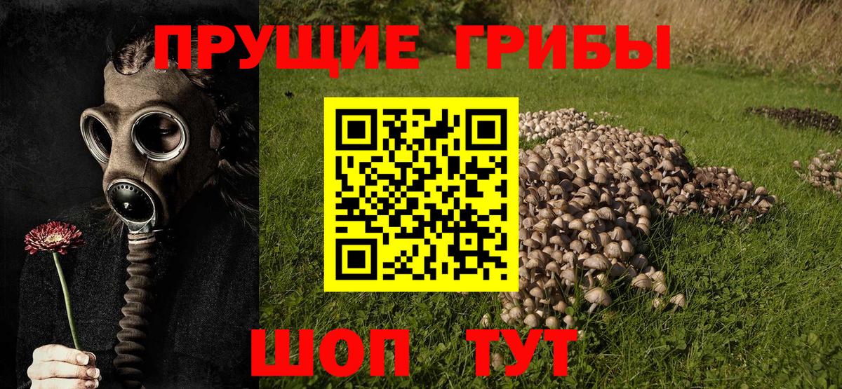 Лесосибирск  Псилоцибиновые грибы прущие грибы  Вход с VPN 